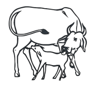 cow_calf